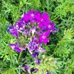 Verbena tenera 花