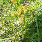 Cyperus esculentusCvet