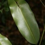 Qualea rosea Hoja