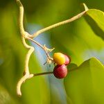 Pericampylus glaucus Fruit