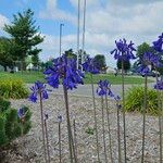 Agapanthus inapertus Virág