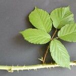 Rubus radula Leaf