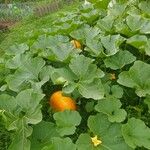 Cucurbita maximaLiść