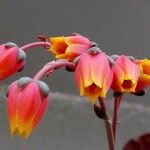 Echeveria purpusiorum Flower