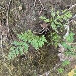 Asplenium adiantum-nigrum 葉