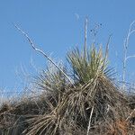 Yucca campestris Habit