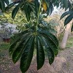 Jacaratia spinosa Hoja