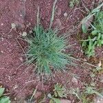 Festuca glauca Folio