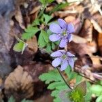 Hepatica nobilis Flower