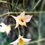 Dendrobium moschatum Bloem