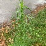 Artemisia biennis Leaf