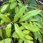 Dimocarpus longan Fruit