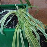 Chlorophytum capense Blatt
