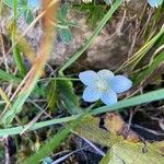 Parnassia palustrisЦветок