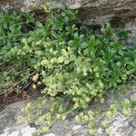 Alchemilla saxatilis Hábito