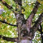 Betula maximowicziana Bark