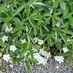 Potentilla alba Hábito