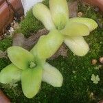 Pinguicula moranensis 葉