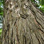 Carya glabra Kora