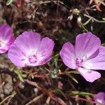 Clarkia amoena Flor