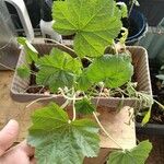 Malva setigera Blad