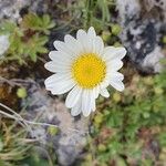 Leucanthemum graminifolium Flor