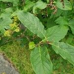 Syringa villosa Blatt