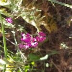 Silene scabriflora Flower