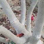 Adenium obesum خشب