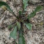 Goodenia caroliniana Blad