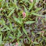 Persicaria maculosaΦύλλο