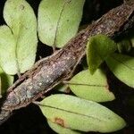 Microgramma reptans Máis