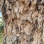 Eucalyptus botryoides Кора