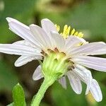 Aster ageratoides Blüte