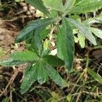 Artemisia suksdorfii Leaf