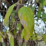 Celtis australis Liść