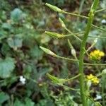 Sinapis arvensis Fruit