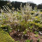 Spiraea thunbergii অভ্যাস