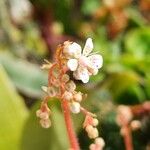 Saxifraga hirsuta Flor