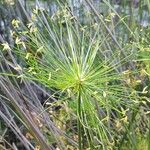 Cyperus haspan Цветок