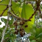 Curatella americana Fruchs