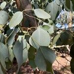 Eucalyptus polyanthemos Leaf
