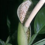 Philodendron rudgeanum Цветок