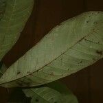 Isertia spiciformis Hostoa