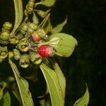 Blakea watsonii Frucht