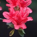 Rhododendron kaempferi Blomma