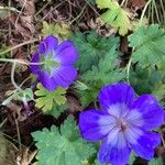 Geranium platypetalum Λουλούδι