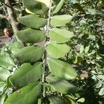 Sophora tomentosa Leaf