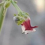 Scrophularia striata Flower