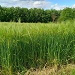 Hordeum vulgare Habit